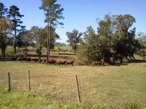 Herd of cattle doing a runner.