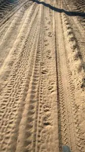 Bear tracks.  For real.
