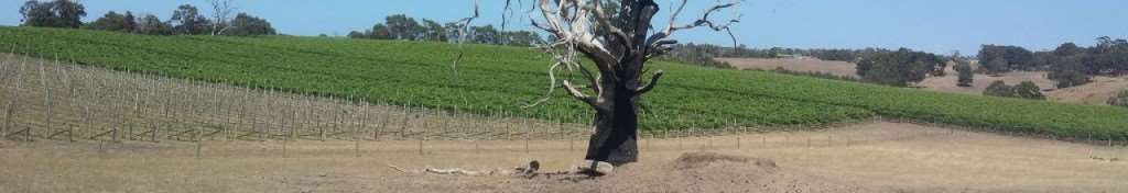 Australia 2015: The Clarendon to Strathalbyn, South Australia Gravel Ride