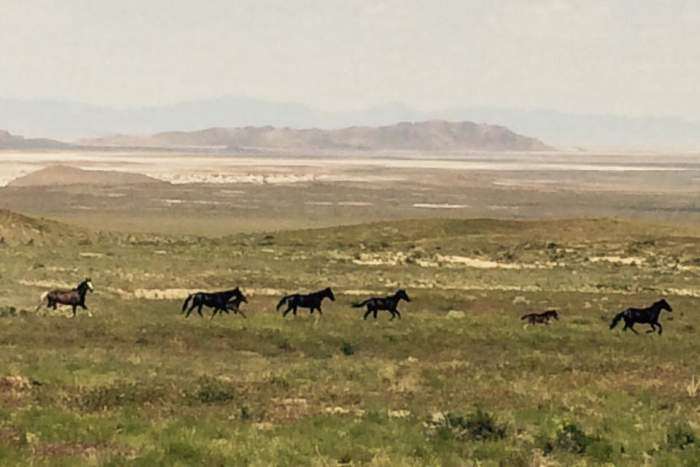 WildHorse2015-4