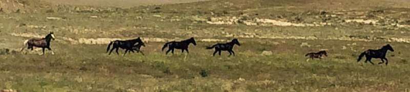 Wild Horse Dirt Fondo 2015 Ride Report: by Ricky Howton