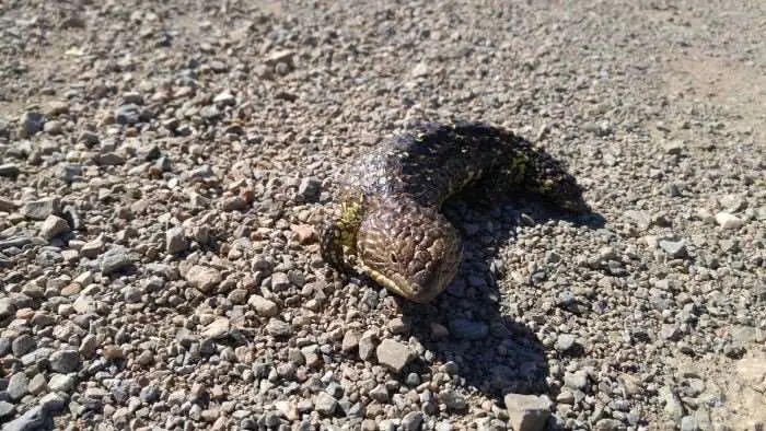 JOM saved this fellow along one of the few paved roads during the route.