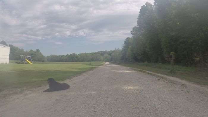 Lazy dog towards the end of the Sea of Gravel.