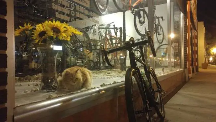 Hi-C - resident kitty at High Gear Cyclery, Emporia, Kansas.