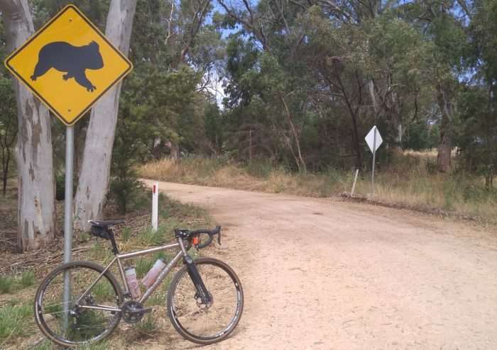 The only Koala spotted during the ride.