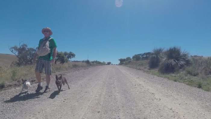 A man and his dogs.