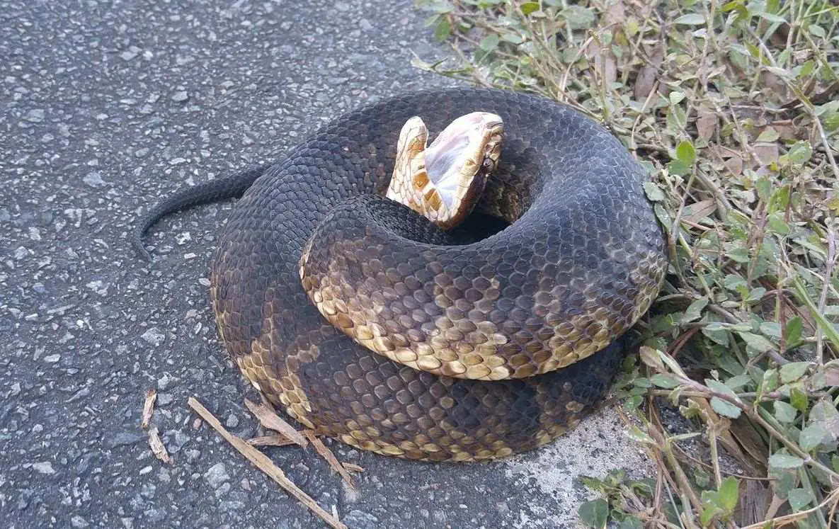 Feature Don't Tread On Me Snakes on your Gravel Road Gravel Cyclist