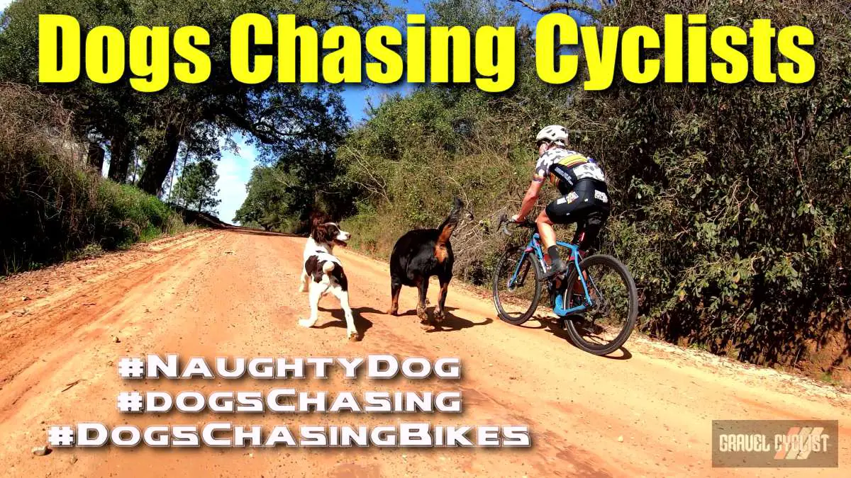 Why Do Dogs Chase Bikes