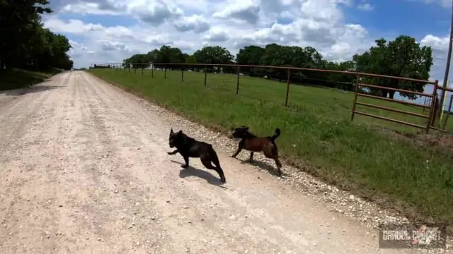 dogs chasing cyclists