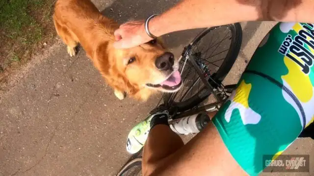 dogs chasing cyclists
