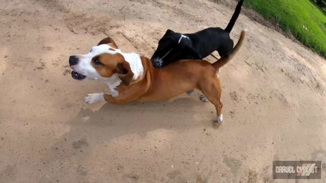 dogs chasing cyclists