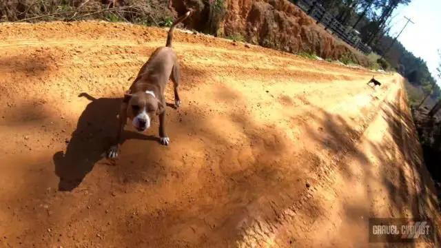 dogs chasing cyclists