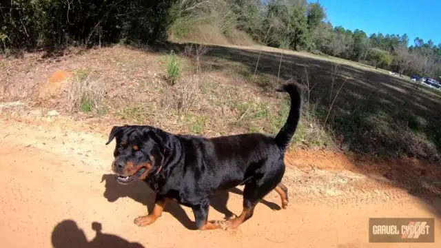 dogs chasing cyclists