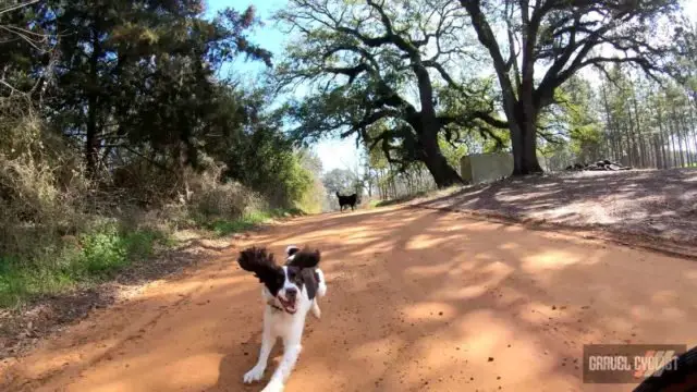 dogs chasing cyclists