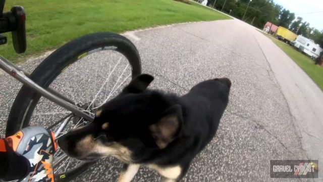 dogs chasing cyclists