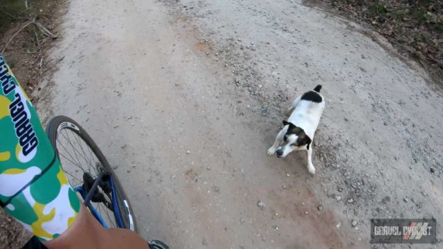 dogs chasing cyclists