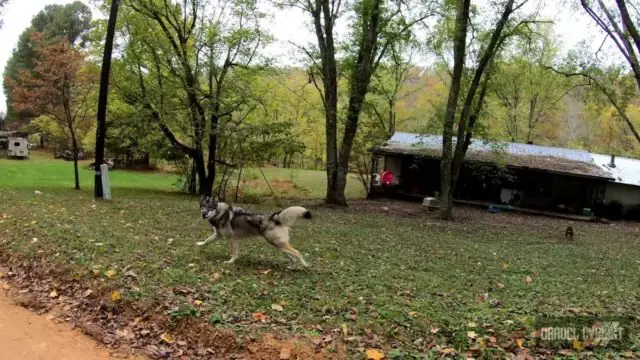 dogs chasing cyclists
