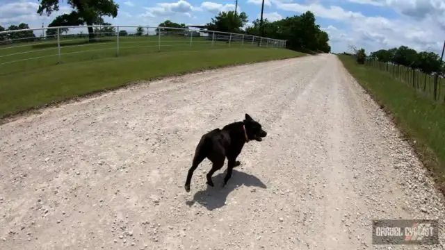 dogs chasing cyclists