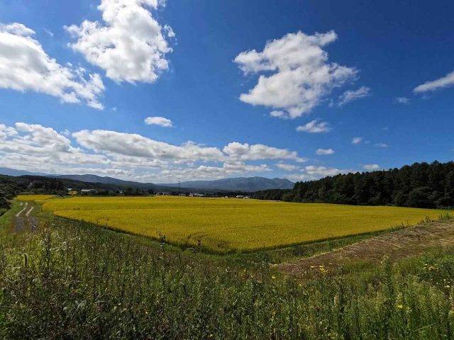 Panaracer Niseko Gravel report