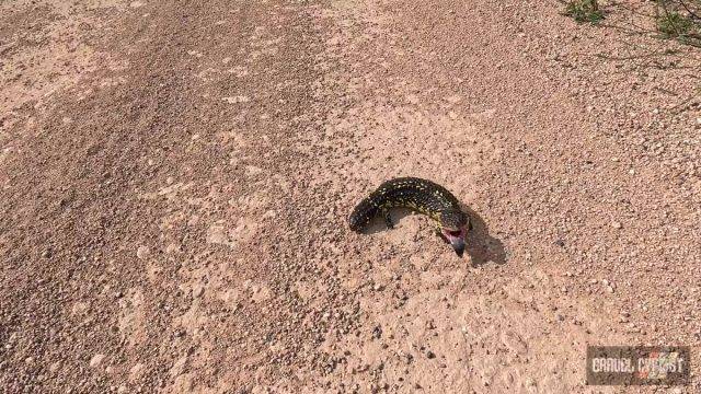 blue tongue skink