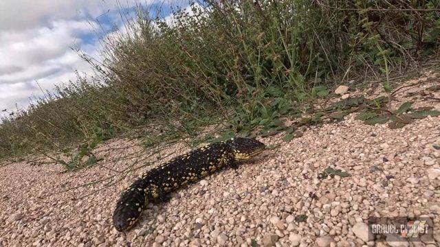 blue tongue skink