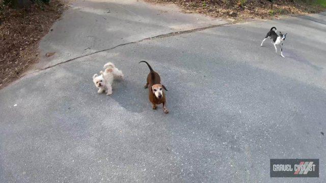 dogs chasing cyclists