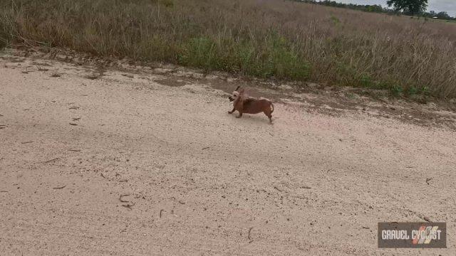 dogs chasing cyclists