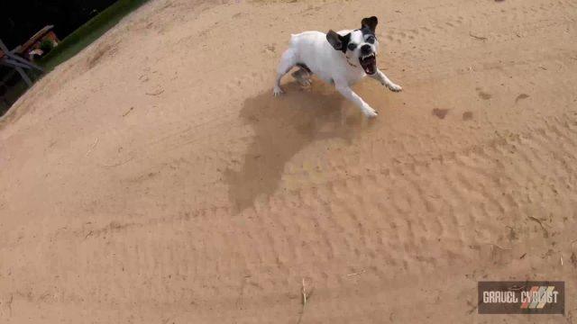 dogs chasing cyclists