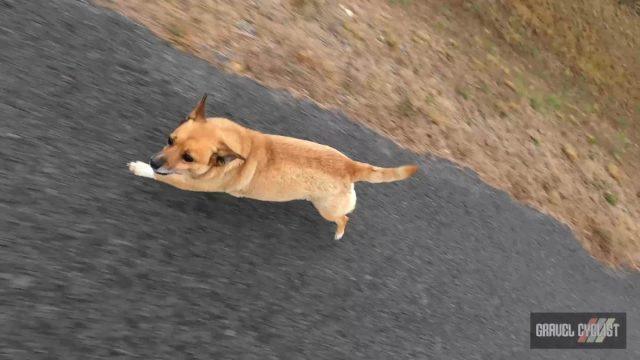 dogs chasing cyclists