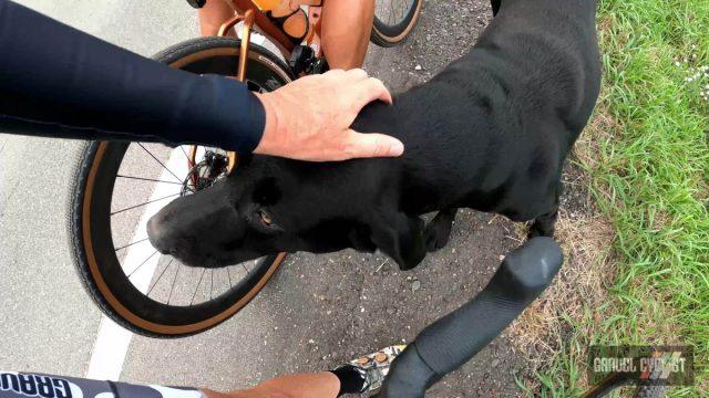 dogs chasing cyclists