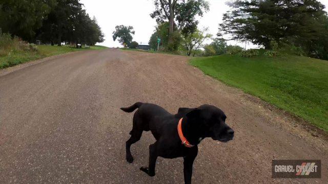 dogs chasing cyclists