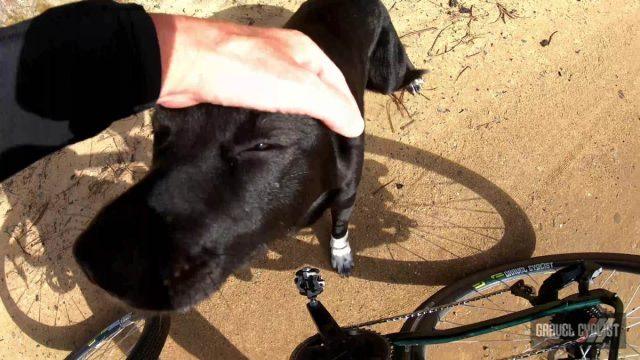 dogs chasing cyclists
