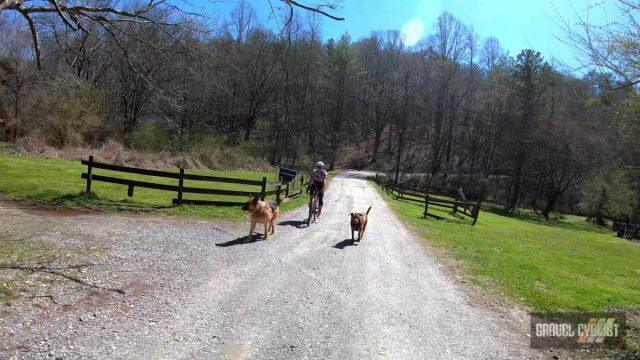 dogs chasing cyclists