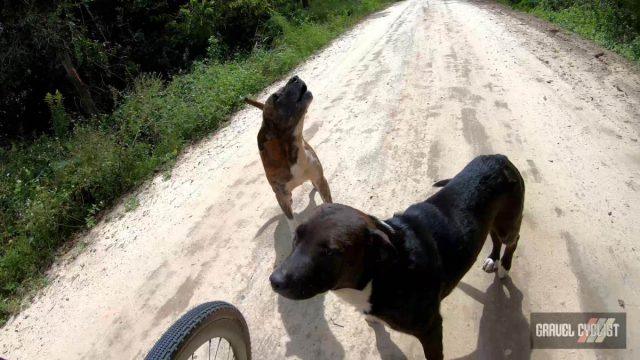 dogs chasing cyclists
