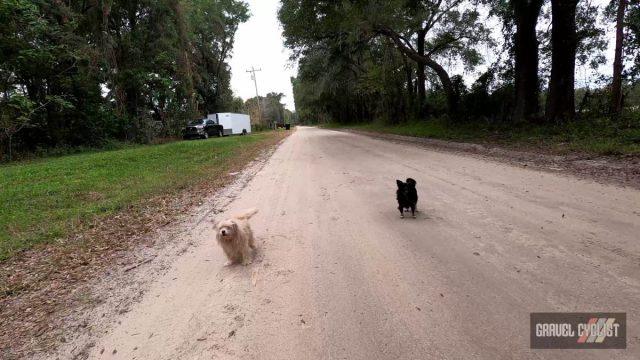 dogs chasing cyclists