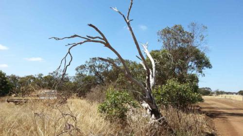 barossa valley gravel cycling