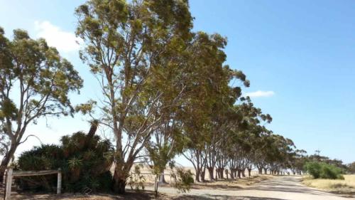 barossa valley gravel cycling