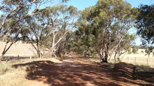 barossa valley gravel cycling