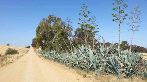 barossa valley gravel cycling